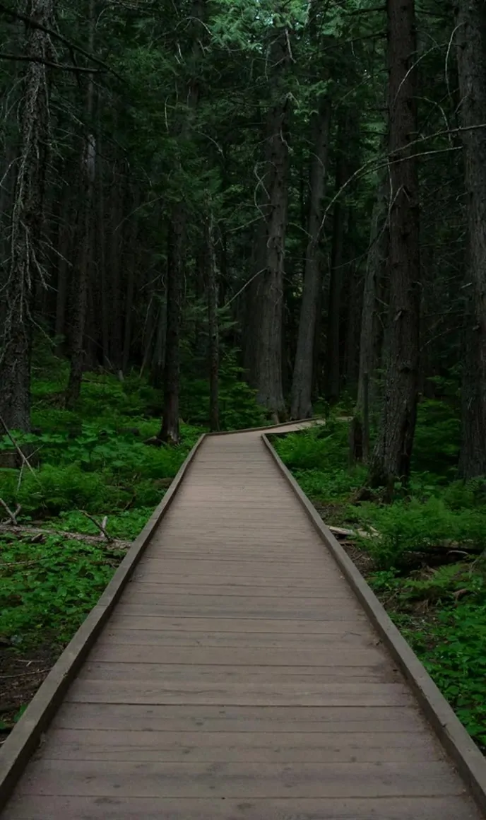 A wooden boardwalk path leading through a dense forest, stretching into the distance.